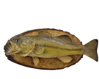 Mounted Fish Taxidermy Raw Wood Plaque Cabin Decor