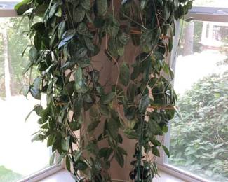 Live Potted Plants Gardening