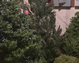 Christmas Trees Galore!