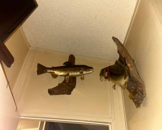 FISH MOUNT