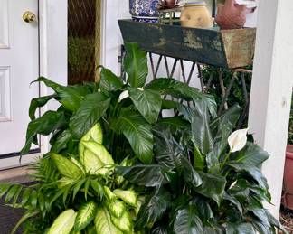 BEAUTIFUL PLANTS, PLANTERS