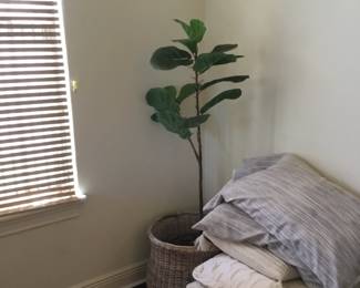 Basket and plant