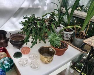 Flower frogs, Xmas cactus & other plants