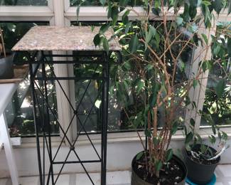 Iron plant stand with marble top (18” square, 45”H), large ficus tree