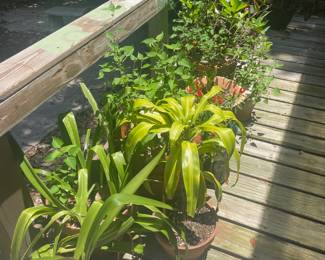 Healthy plants
