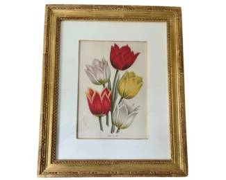 Trowbridge Framed Tulips - Duc Du Tholl