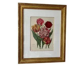 Trowbridge Framed Tulips - Tulipes Natives