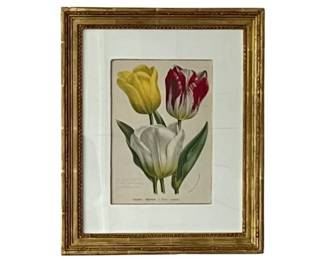 Trowbridge Framed Tulips - Tulipes Natives
