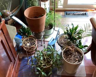 Various plants in pots