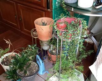 Assorted plants in pots