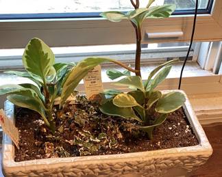 Baby Rubber Plant in ceramic pot
