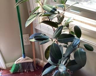 large plant in pot