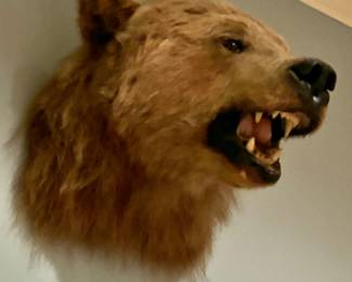 Bear Head