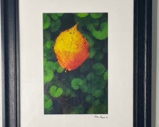 Framed photo “Falling Leaf” Kevin Murphy