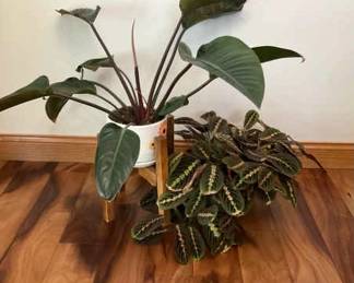 Two Large Houseplants