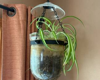 Glass Hanging Planter w/ plant 