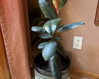 Live Plant & Large Pot 