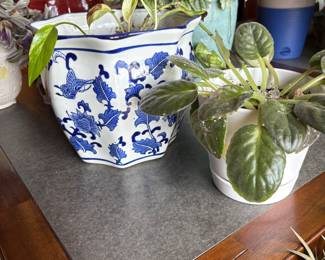 Live House Plants and Pots 