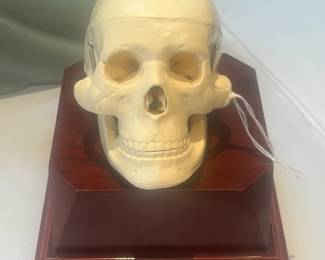 Vtg model human skull, working spring w/box
