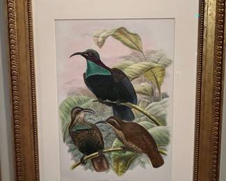 Ptilorhis Paradisea litho 25.25" X 32"