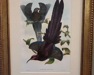 Epimachus Ellioti (Elliot's Sicklebill) 25.25" X 32"