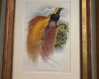 Paradisea Agustae Victoriae 25.25" X 32"