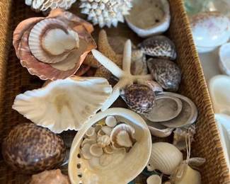 Seashells