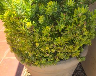 Large planter