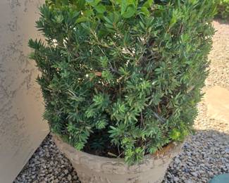 Potted plant