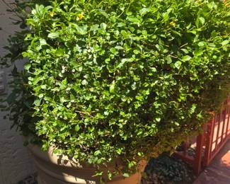 Potted plant