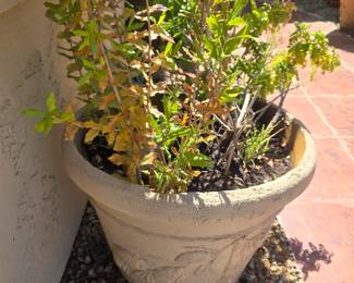 Potted plant
