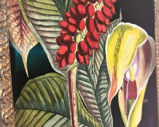 #39 - $180 - Bassett fine art The Aroid plant/The Atmophiles plant set of 2 print by Curtis 25x29