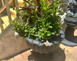 #102 - $100 each - Black cement planters with plants 21x17 rounded - 2 available
