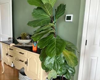 #17 - $180 - Fiddle leaf fig plant 76h