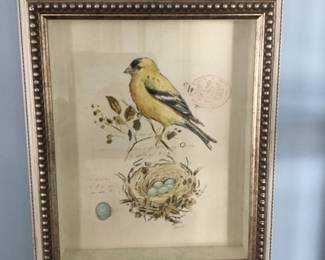 Bird shadow box