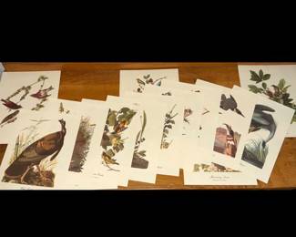 Audobon Prints