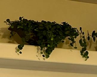 decorative plants