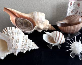 XL Sea Shells (Conch, Trumpet, Frog, Sea Snail) Seabiscuit Sand Dollars, Unique Spiney Oyster Shells and more!