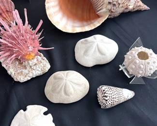 XL Sea Shells (Conch, Trumpet, Frog, Sea Snail) Seabiscuit Sand Dollars, Unique Spiney Oyster Shells and more!