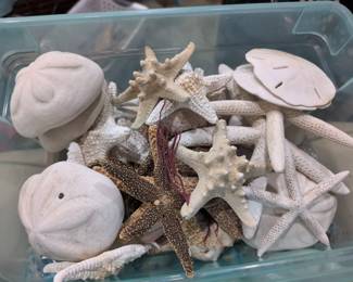 Sand dollars, Sea Biscuits, Sea Stars, Coral, Shells and more