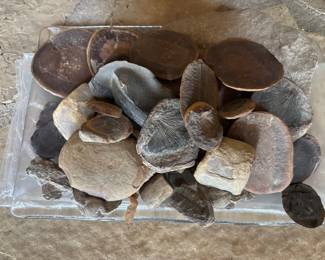 Fossil Rocks
