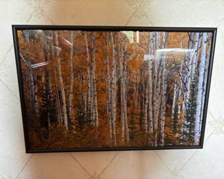 Framed Aspen Trees