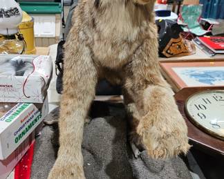 TAXIDERMY BOBCAT