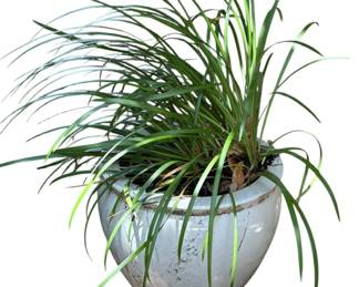 Potted Plant