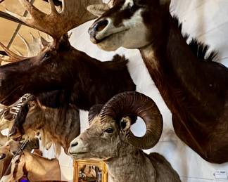 Sable Antelope, Big Horn Sheep, Moose, Wildebeest, Gemsbok