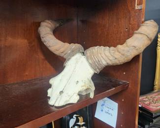 Hartebeast Skull Mount