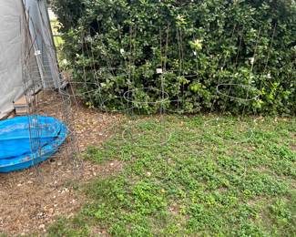 TOMATO CAGES