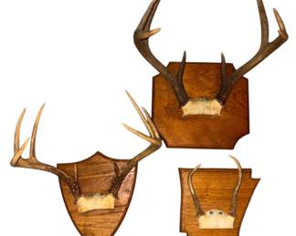 Mounted Deer Antlers