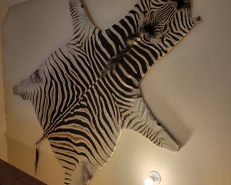 Mounted zebra hide