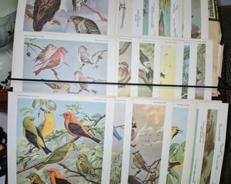 Vintage frameble bird portraits in "Bird Houses" by Walter Breckenridge